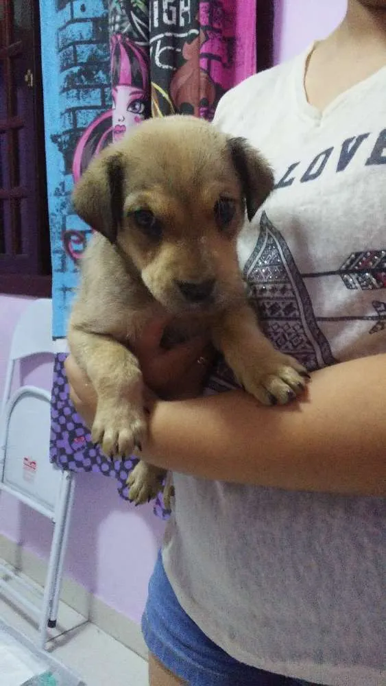 Cachorro ra a SRD idade 2 a 6 meses nome Lilica