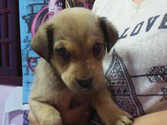 Cachorro ra a SRD idade 2 a 6 meses nome Lilica