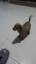 Lilica