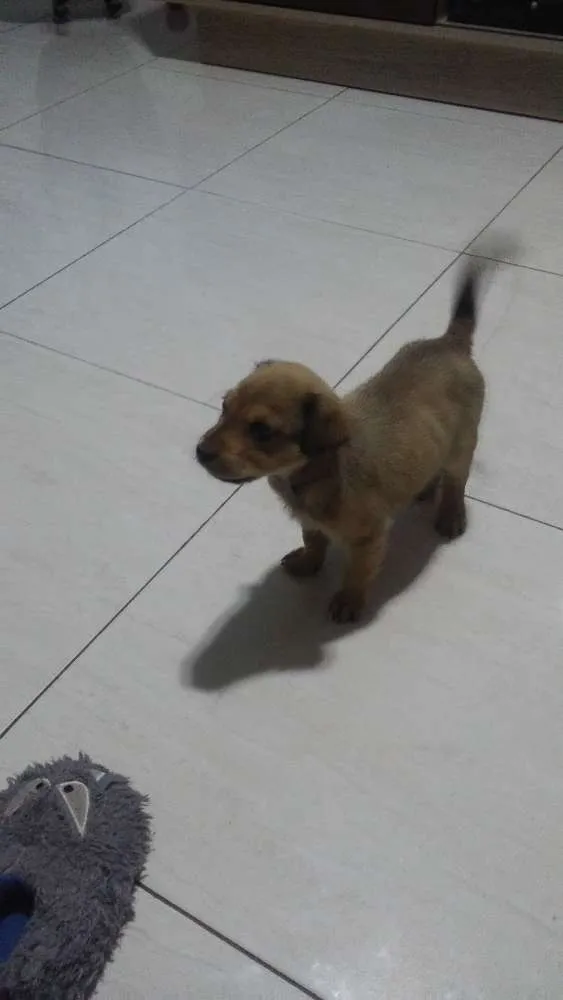 Cachorro ra a SRD idade 2 a 6 meses nome Lilica