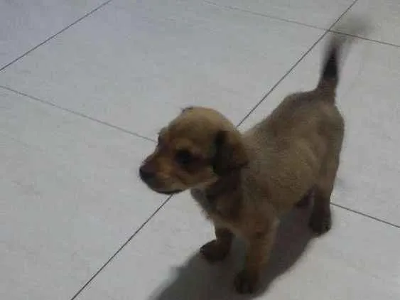 Cachorro ra a SRD idade 2 a 6 meses nome Lilica