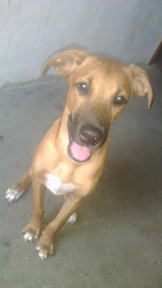 Cachorro ra a  idade 2 a 6 meses nome Marley 