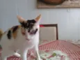 TICA