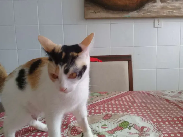 Gato ra a NÃO IDENTIFICADA idade 1 ano nome TICA