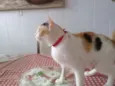 TICA