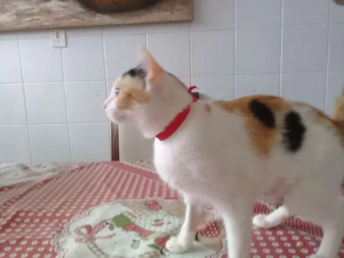Gato ra a NÃO IDENTIFICADA idade 1 ano nome TICA
