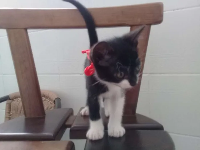 Gato ra a SEM IDENTIFICAÇÃO idade 2 a 6 meses nome TECA