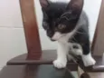 TECA