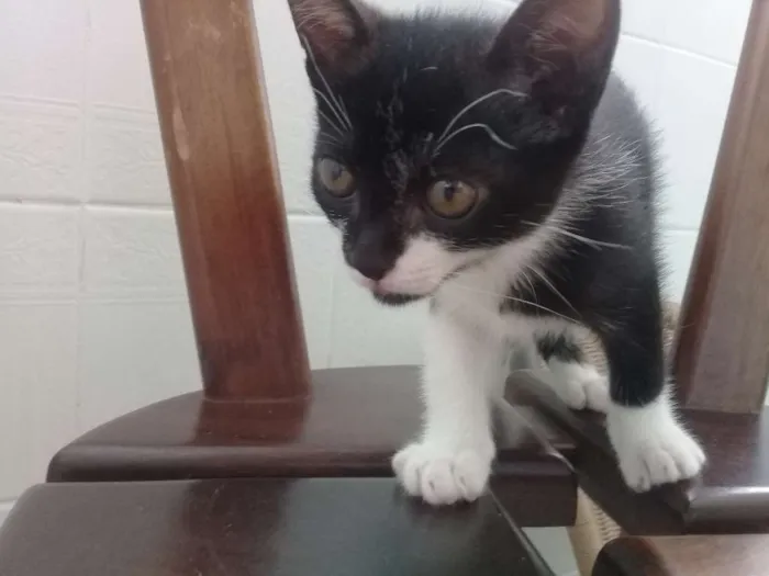 Gato ra a SEM IDENTIFICAÇÃO idade 2 a 6 meses nome TECA