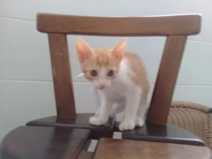 Gato ra a SEM IDENTIFICAR idade 2 a 6 meses nome TECO