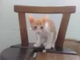 TECO