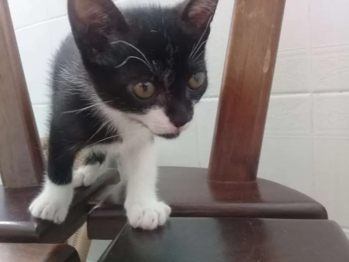 Gato ra a SEM IDENTIFICAR idade 2 a 6 meses nome TECO