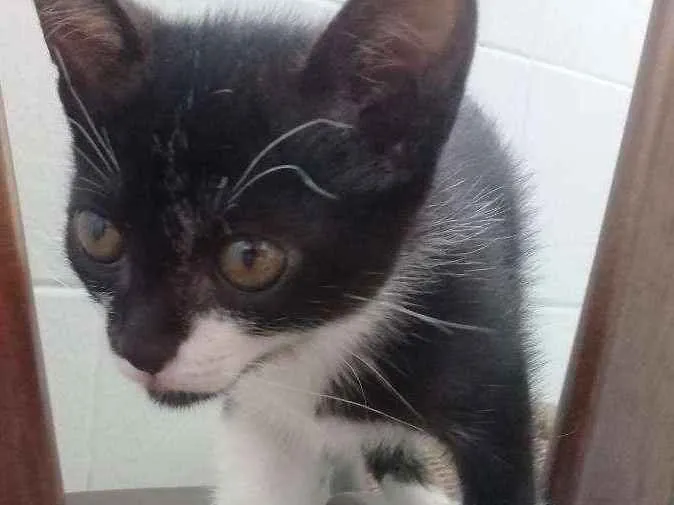 Gato ra a SEM IDENTIFICAR idade 2 a 6 meses nome TECO