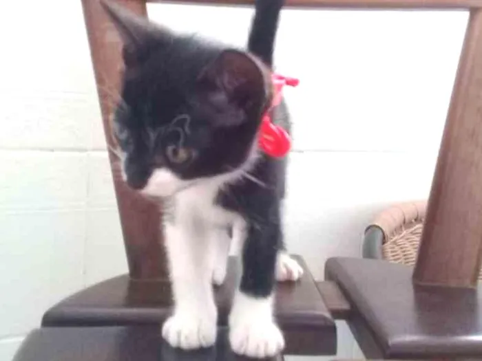 Gato ra a SEM IDENTIFICAÇÃO idade 2 a 6 meses nome TECA