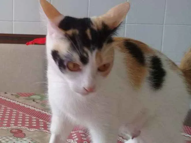 Gato ra a NÃO IDENTIFICADA idade 1 ano nome TICA