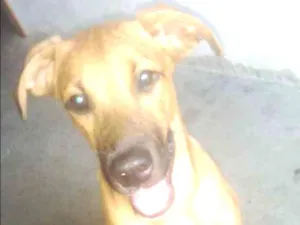 Cachorro raça  idade 2 a 6 meses nome Marley 