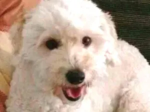Cachorro raça Poodles idade 5 anos nome Chico e Vitório 