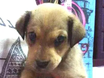 Cachorro ra a SRD idade 2 a 6 meses nome Lilica