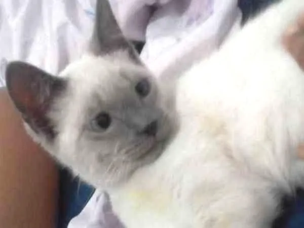 Gato ra a Siamês idade 7 a 11 meses nome Bartolomeu