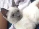 Gato raça Siamês idade 7 a 11 meses nome Bartolomeu
