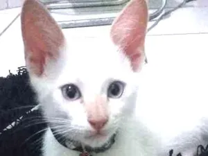Gato raça Indefinida idade 2 a 6 meses nome Tyrion