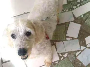 Cachorro raça Poodle idade 5 anos nome Scoot