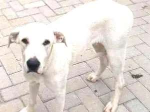 Cachorro raça  idade 1 ano nome Bia
