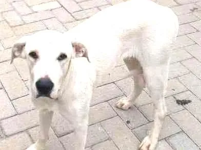 Cachorro ra a  idade 1 ano nome Bia
