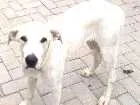 Cachorro raça  idade 1 ano nome Bia