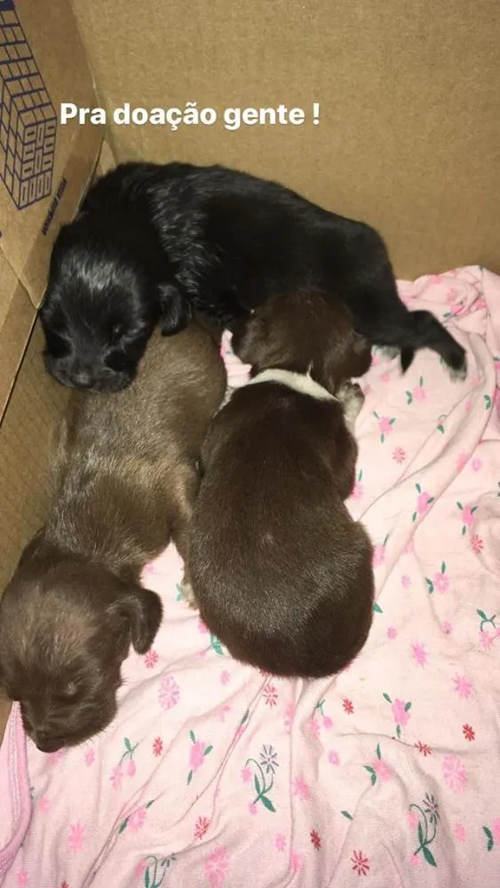 Cachorro ra a Vira latas  idade Abaixo de 2 meses nome Sem nome