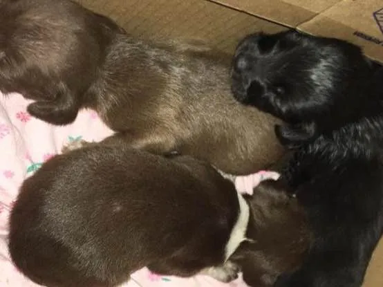 Cachorro ra a Vira latas  idade Abaixo de 2 meses nome Sem nome