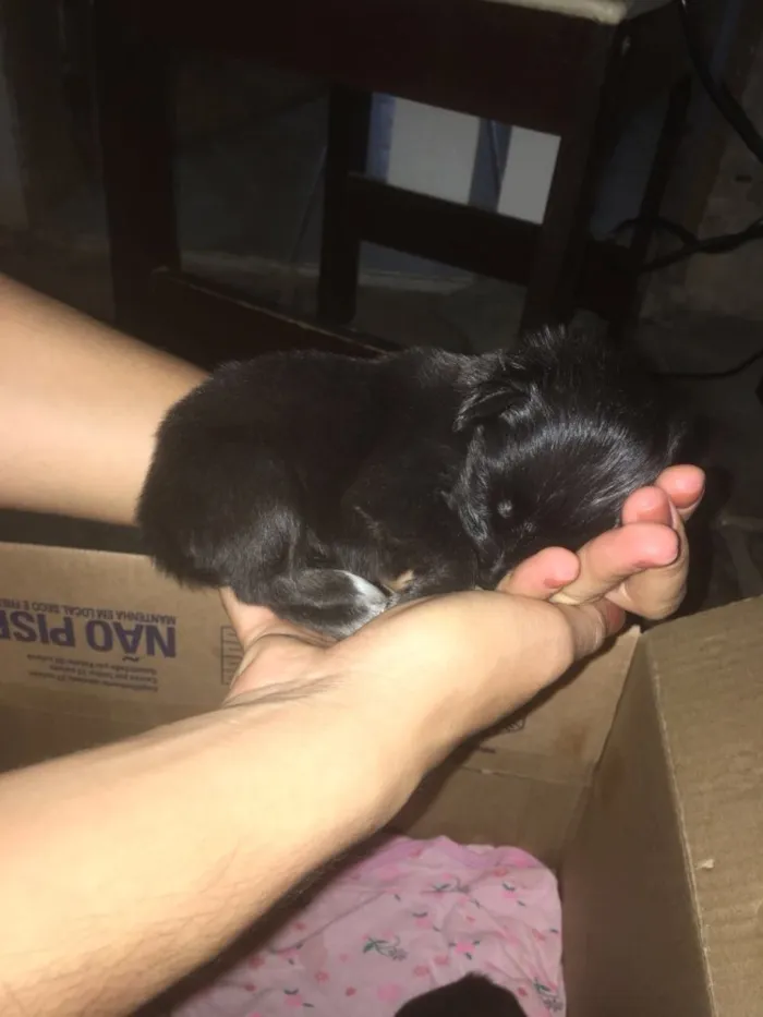 Cachorro ra a Vira latas  idade Abaixo de 2 meses nome Sem nome