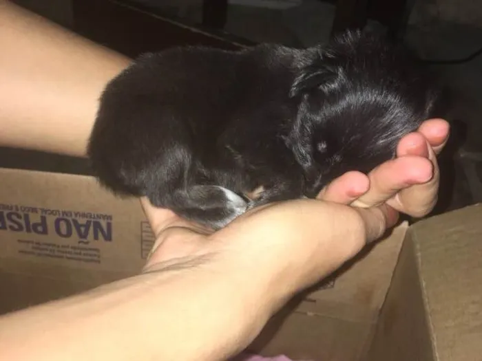 Cachorro ra a Vira latas  idade Abaixo de 2 meses nome Sem nome