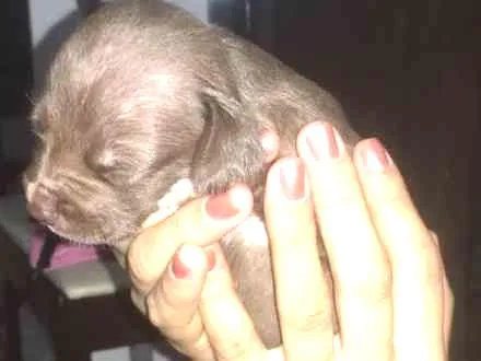 Cachorro ra a Vira latas  idade Abaixo de 2 meses nome Sem nome
