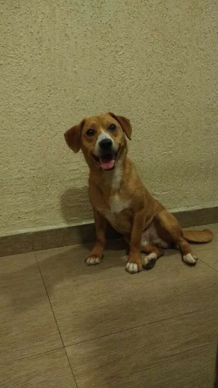 Cachorro ra a SRD idade 7 a 11 meses nome Caramelo