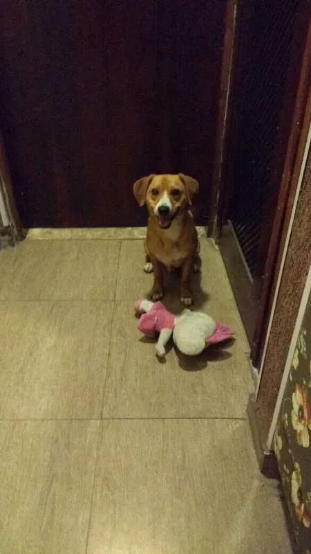 Cachorro ra a SRD idade 7 a 11 meses nome Caramelo