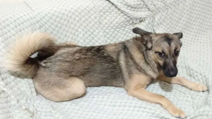 Cachorro raça SRD idade 1 ano nome Bisteca