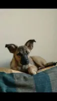 Cachorro raça SRD idade 1 ano nome Bisteca