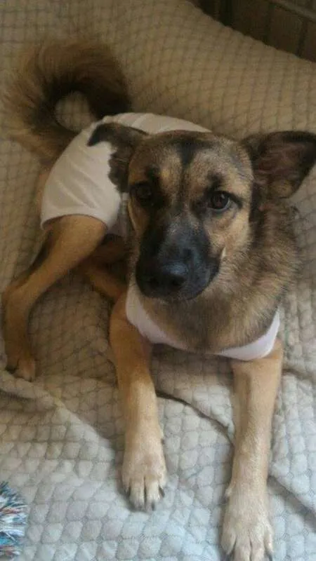 Cachorro raça SRD idade 1 ano nome Bisteca