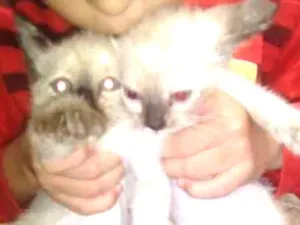Gato raça SRD idade 2 a 6 meses nome Jaqueline Filhotes