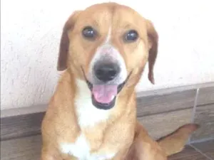 Cachorro raça SRD idade 7 a 11 meses nome Caramelo