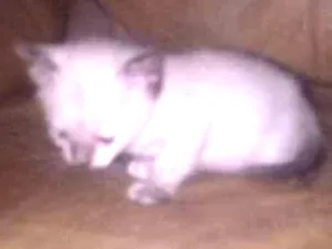 Gato raça SRD idade 2 a 6 meses nome Filhote