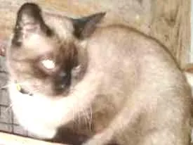 Gato ra a Siamês idade 1 ano nome Mel