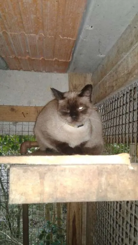 Gato ra a Siamês idade 1 ano nome Mel