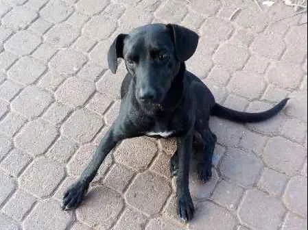 Cachorro ra a SRD idade 2 anos nome Neguinho