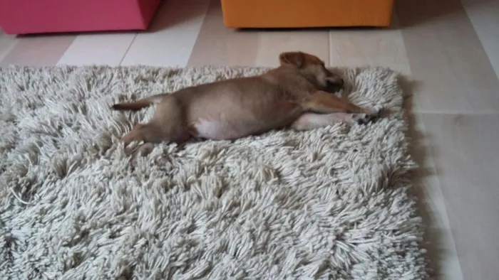 Cachorro ra a Vira Lata idade 2 a 6 meses nome Buddy