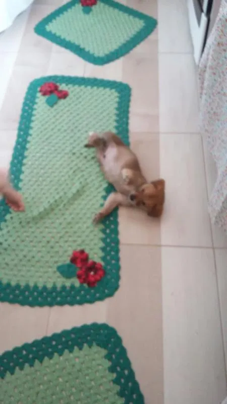 Cachorro ra a Vira Lata idade 2 a 6 meses nome Buddy