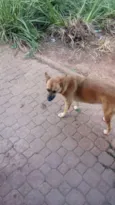 Cachorro raça SRD idade 1 ano nome Menininha