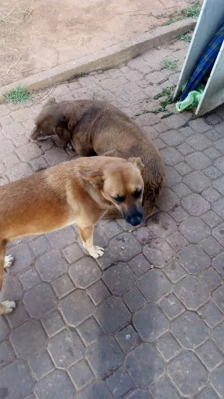 Cachorro raça SRD idade 1 ano nome Menininha