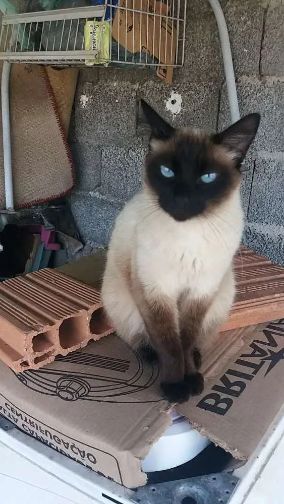 Gato ra a Siamês  idade 6 ou mais anos nome Nina